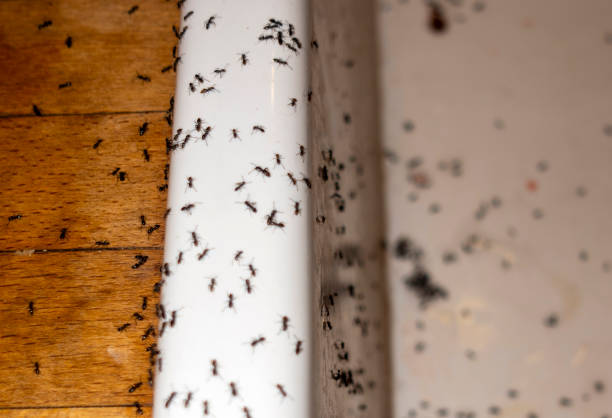 Best Pest Removal Services  in Oglala, SD